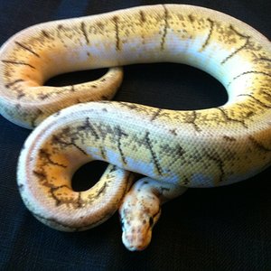 spinner blast 50%het caramel.JPG