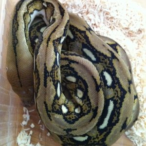 retic 2.JPG