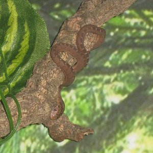 IMG_2259 - copia.JPG