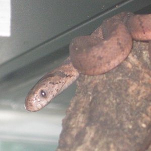 IMG_2243 - copia.JPG