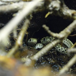 Pareja Thamnophis marcianus.JPG