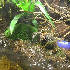 Thamnophis menjant.JPG