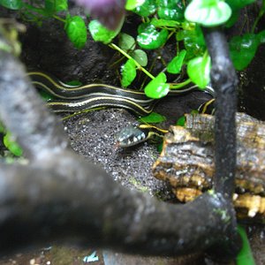 Thamnophis 2.JPG