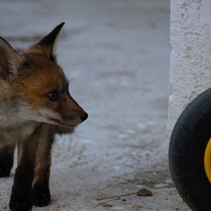 Vulpes Vulpes. Zorro Rojo 2 (2).jpg