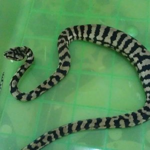 morelia spilota.jpg