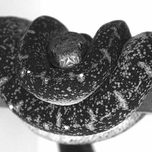 hercules [1600x1200] - copia.JPG