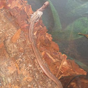 IMG_2270 - copia.JPG