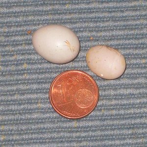 IMG_2343 - copia.JPG