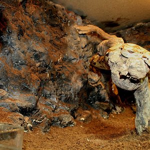 terrario boa 1 +.JPG