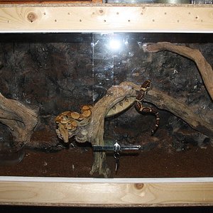 Terrario boa 2 +.JPG