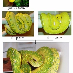 pedigree -001 [1600x1200].jpg