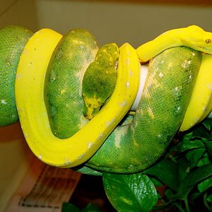 Abuelos paternos de Binary.jpg