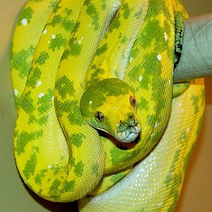 Padre Binay = Biak x Canary macho 1 .jpg