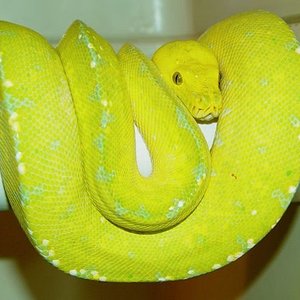 Madre Canary hembra .jpg