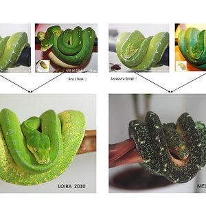 loira x macho melanico-001 [1600x1200].jpg