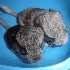 P1010006 (2) [1024x768].JPG