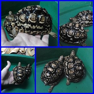 pardalis backoki.jpg