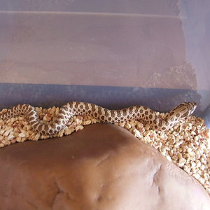 DSCF2406 (FILEminimizer).JPG