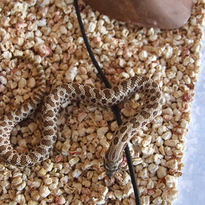 DSCF2412 (FILEminimizer).JPG