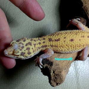 F_Patternless RADAR.jpg