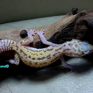 F_Mack Snow RADAR Macho-male__13DIC.jpg