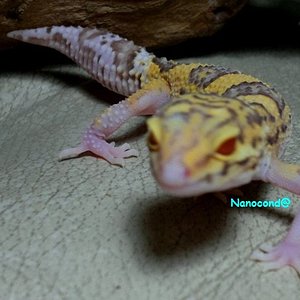 F_ RADAR Banded Hembra female Ojo Eye 13DIC.jpg