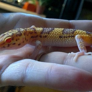 F_ Banded RADAR 14DIC.jpg