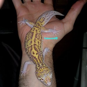 Snow Radar Hembra 14DIC.jpg