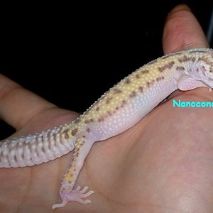 Snow Radar macho ojo dcho.jpg