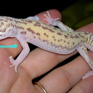 Snow Radar macho ojo izq.jpg