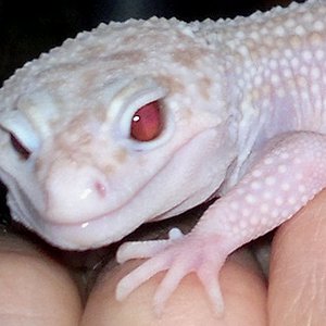 Super Raptor eye 15DIC.jpg