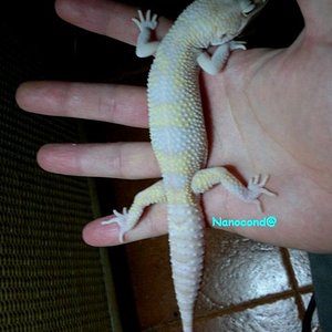 Giant SnRp 18DIC.jpg