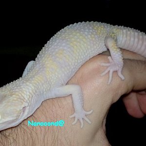 Giant Snow Raptor 18DIC_2.jpg