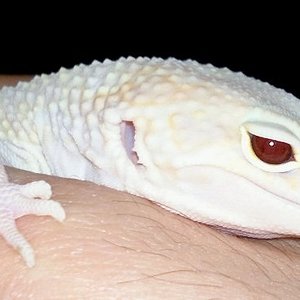 Giant Snow Raptor_Ojo.jpg