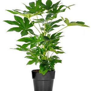fatsia japonica.jpg