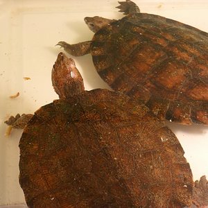 Cyclemys dentata.jpg