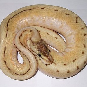 0.1 Butter Spinner.jpg