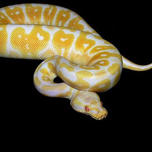 super pastel albino.jpg