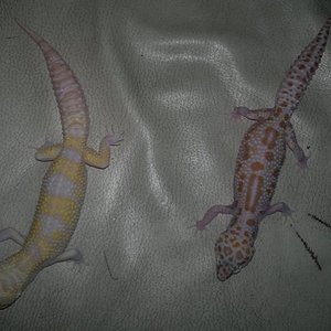 Pareja GiantSnR x Dream_1.jpg