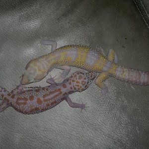 Pareja GiantSnR x Dream_2.jpg