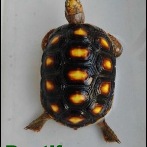 carbonaria [1024x768].jpg