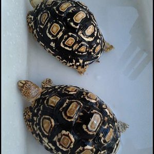 pardaliss [1024x768].jpg