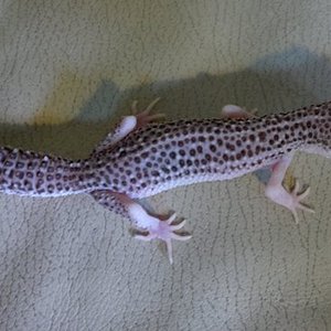 SuperSnow-Eclipse het Bell 2.jpg