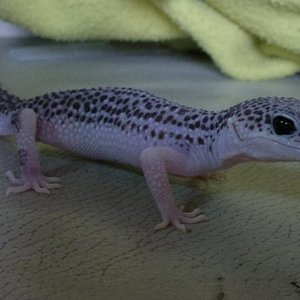 SuperSnow-Eclipse het Bell 3.jpg