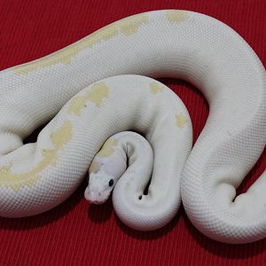 1.0 super fire pos. pastel..JPG