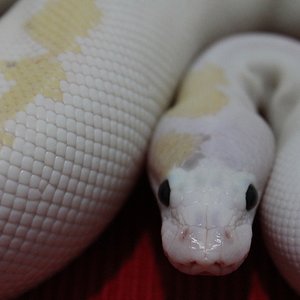 1.0 super fire pos. pastel...JPG