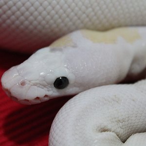 1.0 super fire pos. pastel.JPG