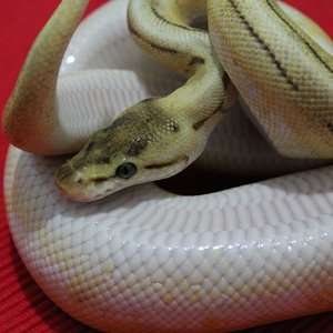 0.1 butter spinner.JPG