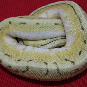 0.1 butter spinner..JPG