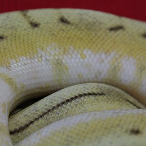 0.1 butter spinner....JPG